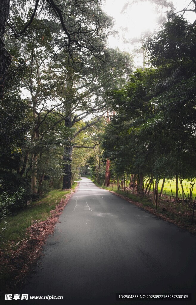 林间静谧小路