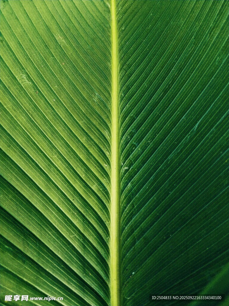 翠绿芭蕉叶纹理特写