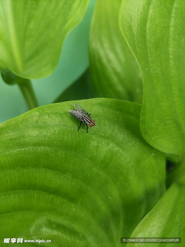 绿叶上的小昆虫