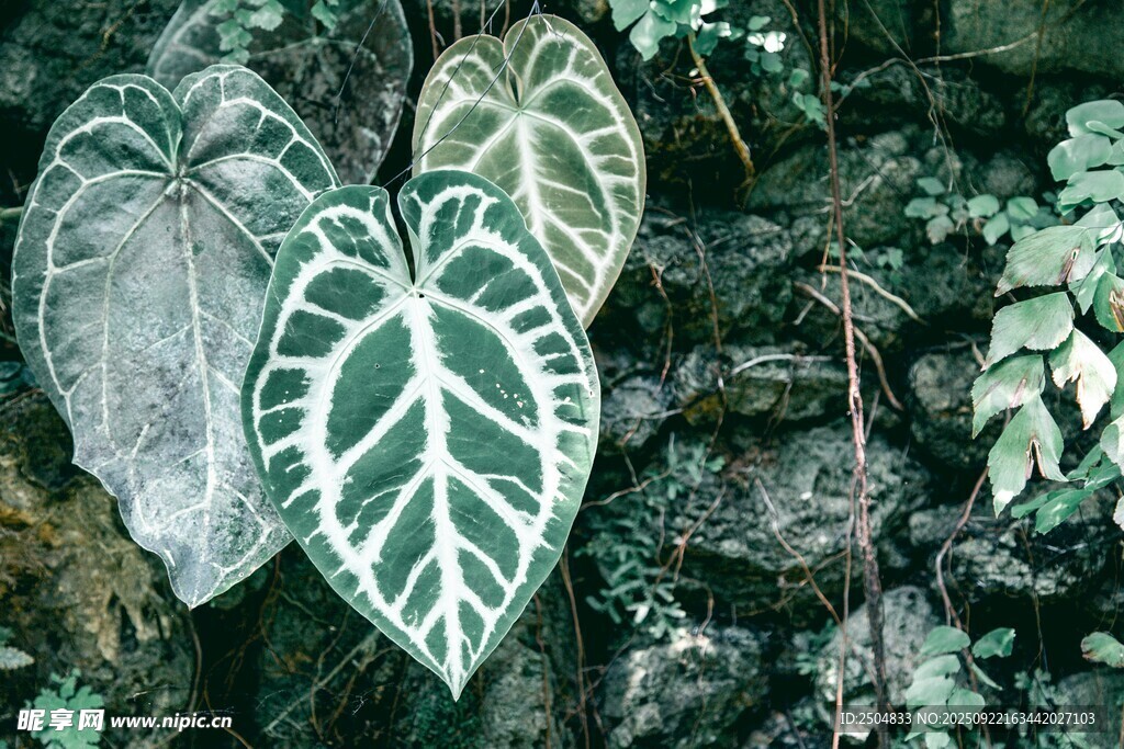 心形斑纹绿植特写
