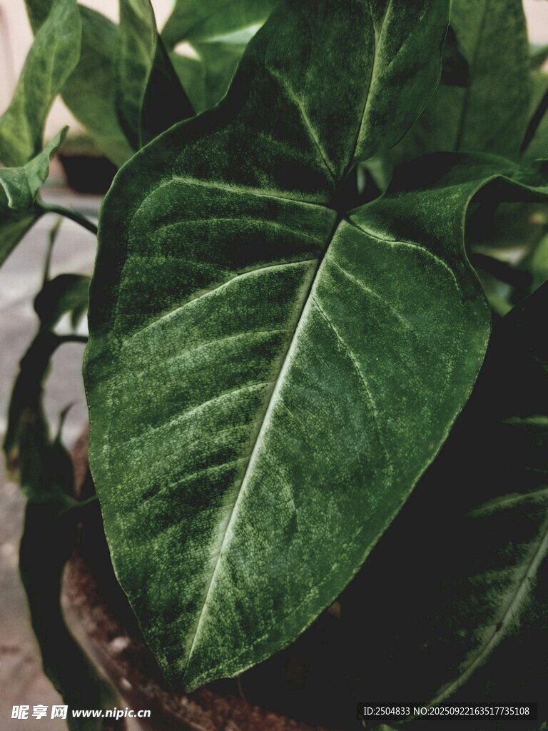 大叶绿植特写
