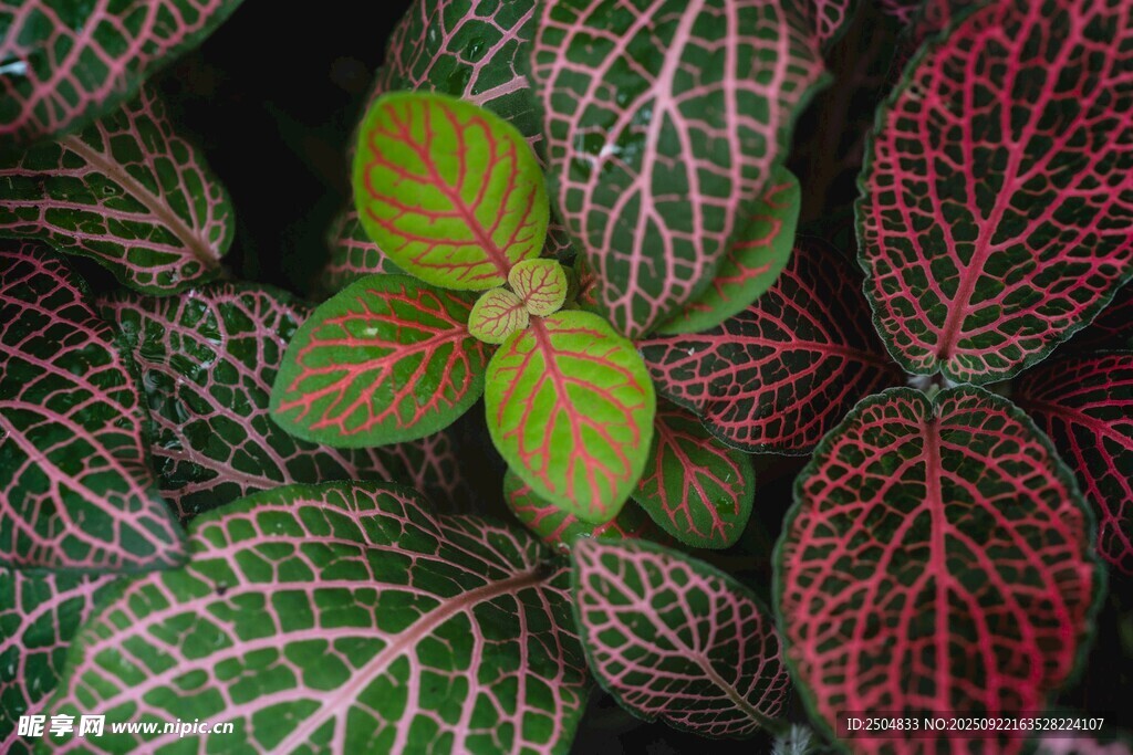 网纹草特写 清新绿植之美