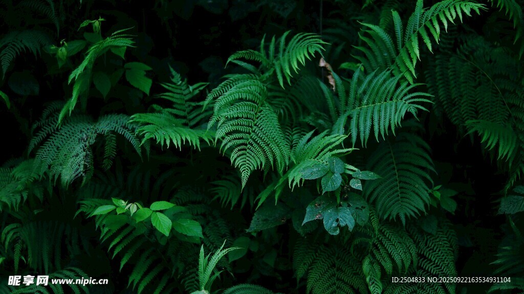 翠绿蕨类植物叶片特写