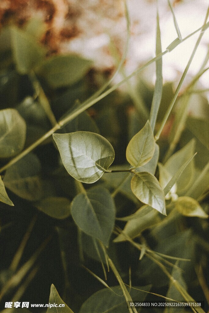 绿叶间的清新植物景象