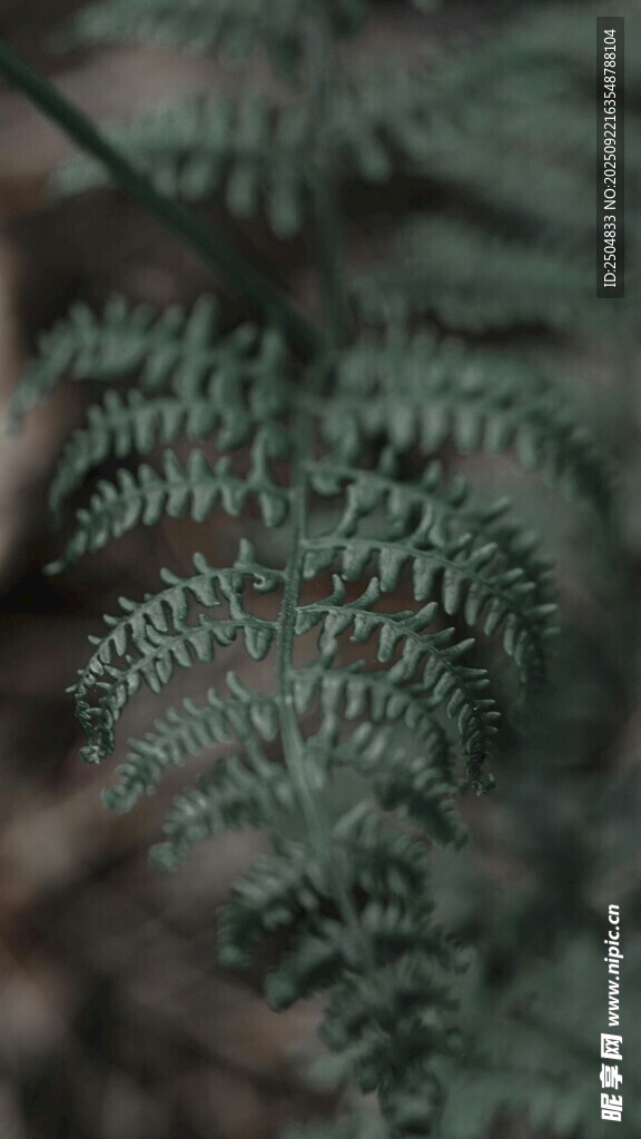 翠绿蕨类植物特写
