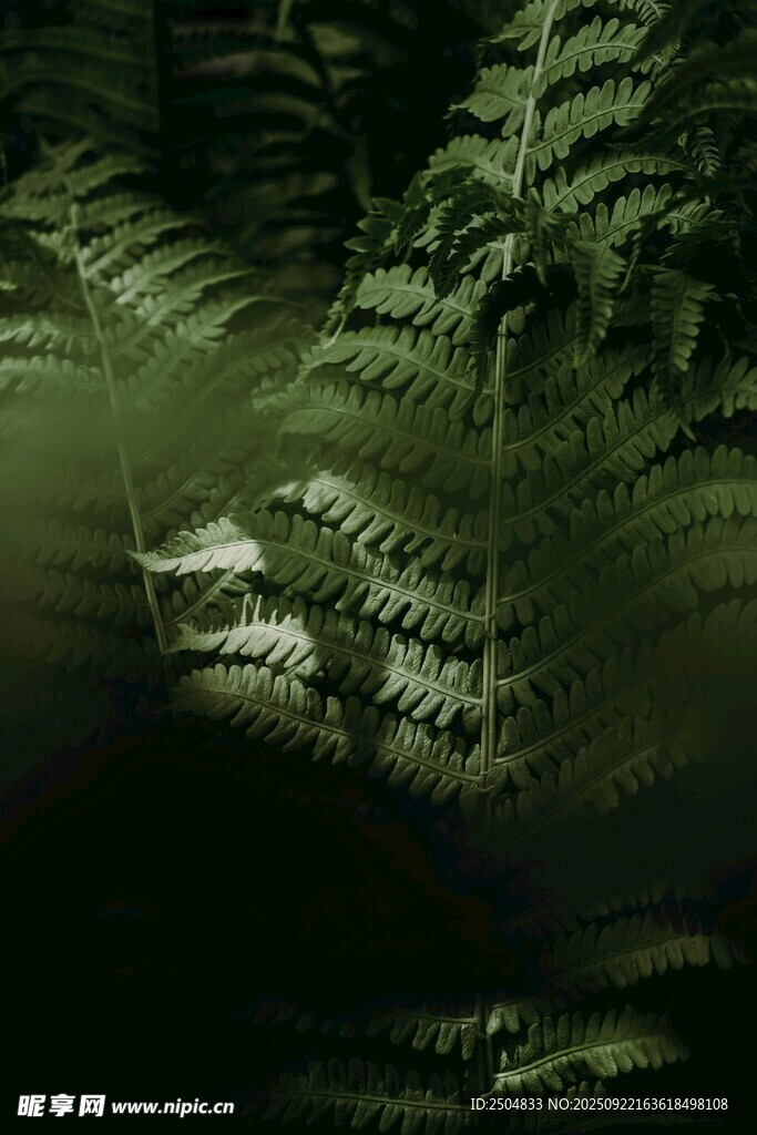 神秘蕨类植物的光影世界
