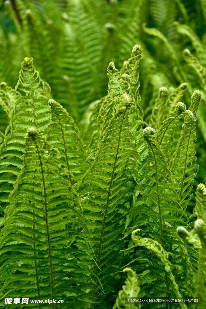 翠绿蕨类植物叶片特写