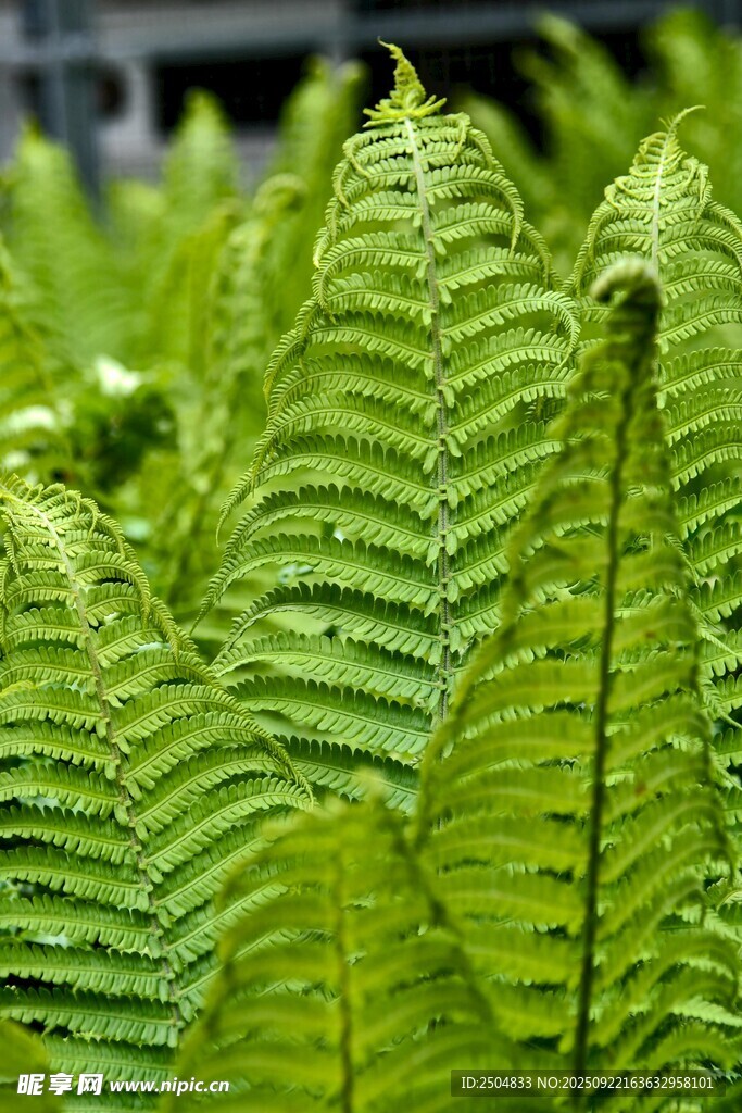 翠绿蕨类植物特写