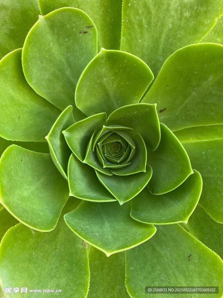 翠绿多肉植物特写