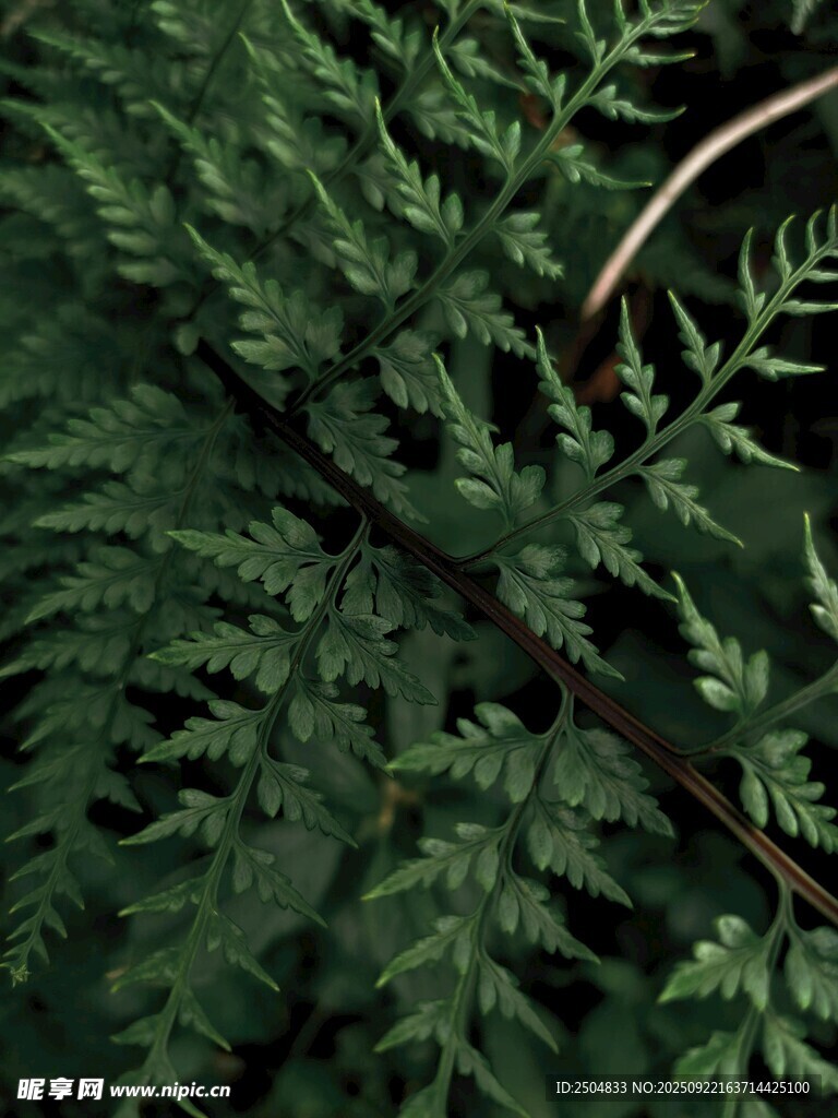 翠绿蕨类植物叶片特写