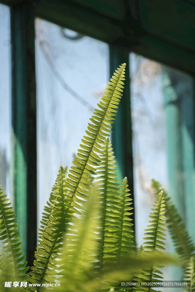 翠绿蕨类植物生机盎然