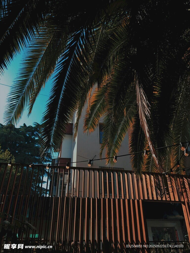 夜晚中的棕榈树与木质建筑
