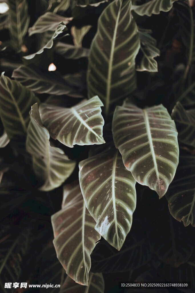 条纹叶片植物特写