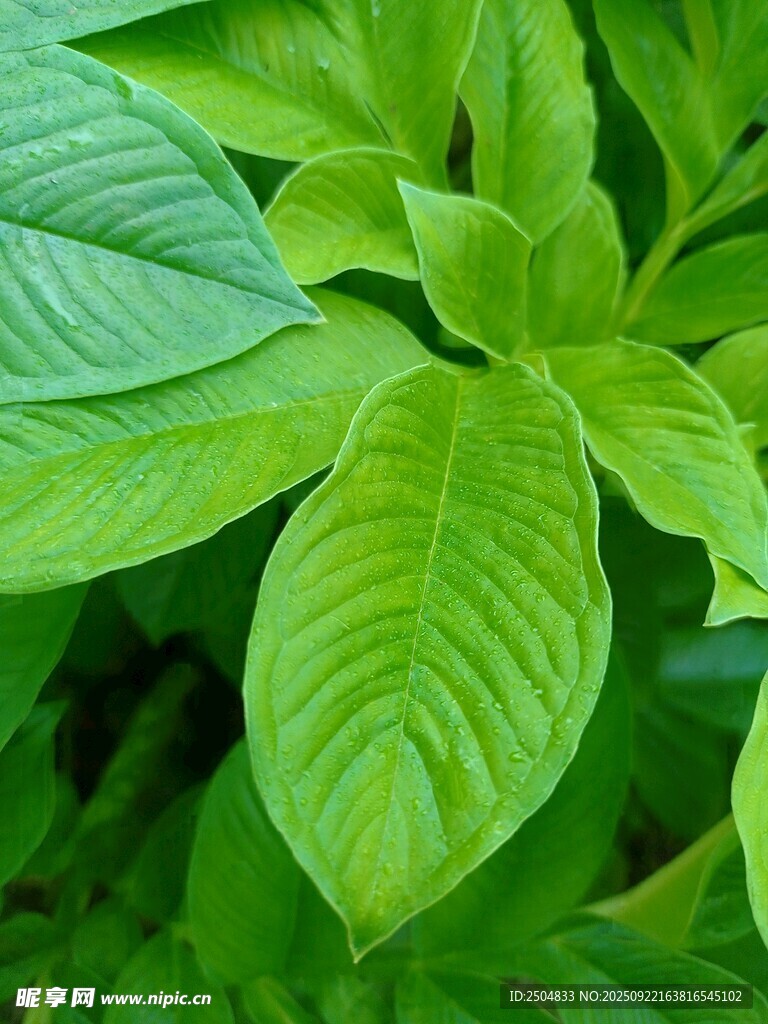 翠绿鲜嫩的植物叶片