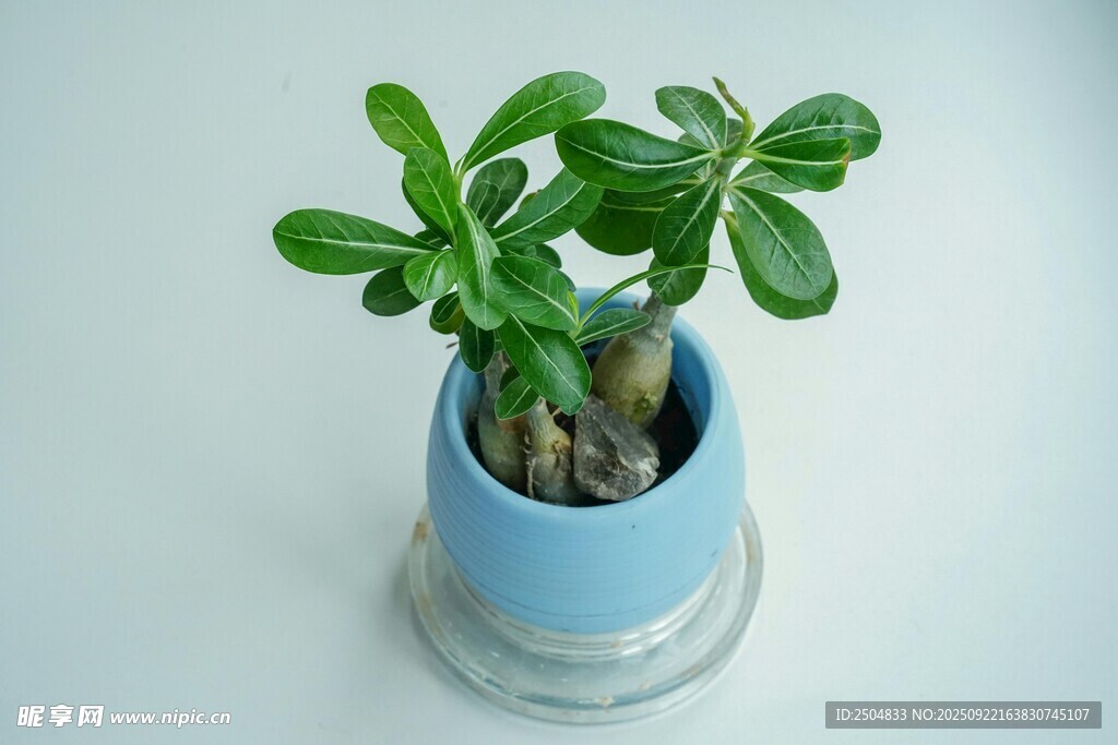 蓝色花盆中的翠绿小植物