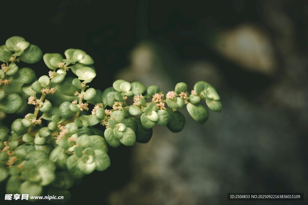 翠绿蕨类植物特写