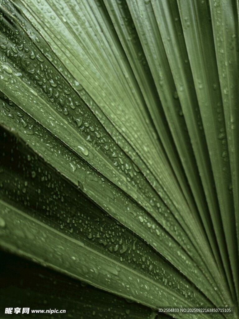 带水珠的绿色扇形叶片