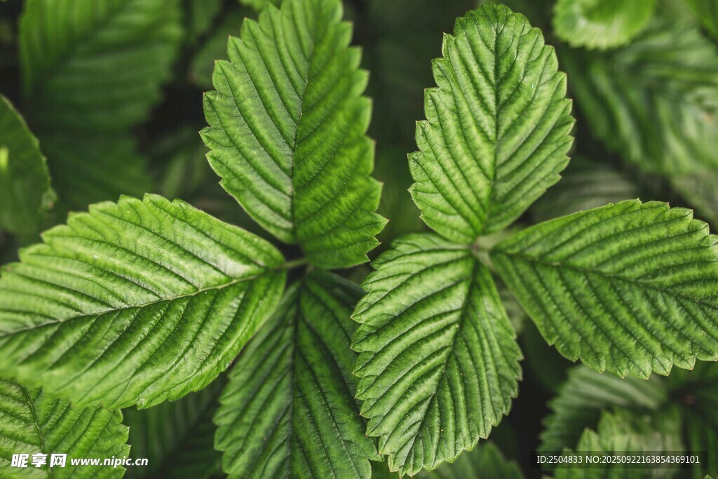 翠绿三叶植物特写