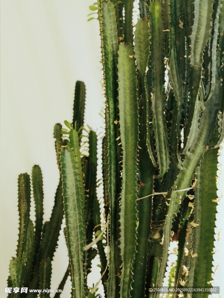 挺拔仙人掌特写
