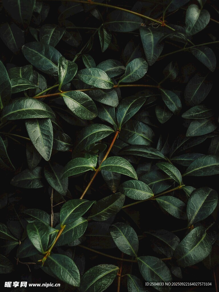 翠绿叶片特写