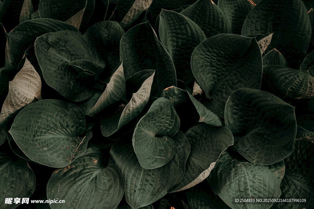 深绿叶片植物特写