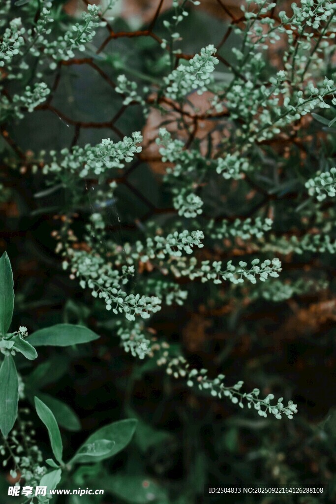 翠绿繁茂的丛生植物