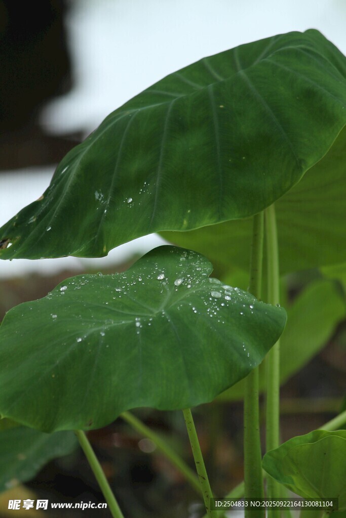 带水珠的翠绿叶片