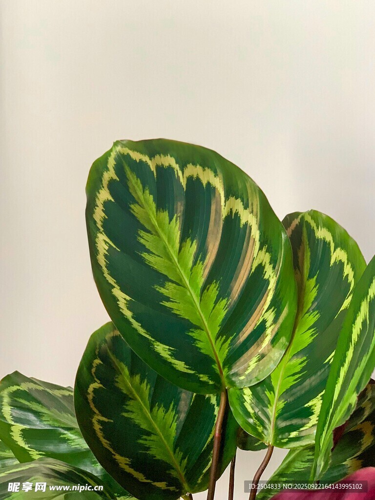 斑斓彩叶芋盆栽