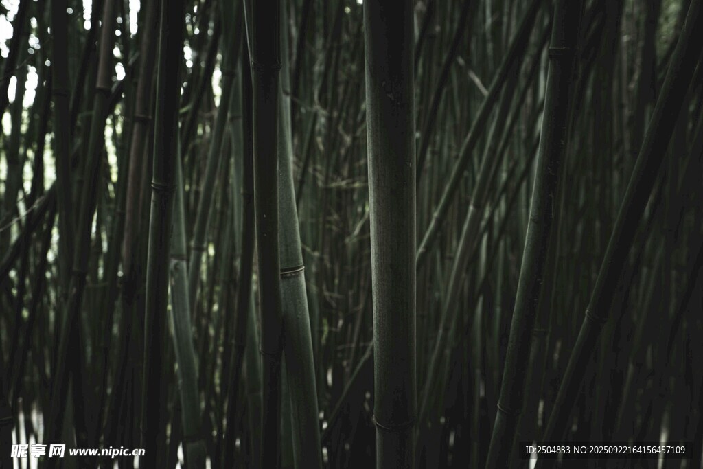 茂密竹林景观