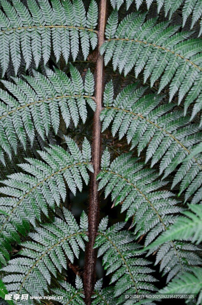 蕨类植物叶片特写