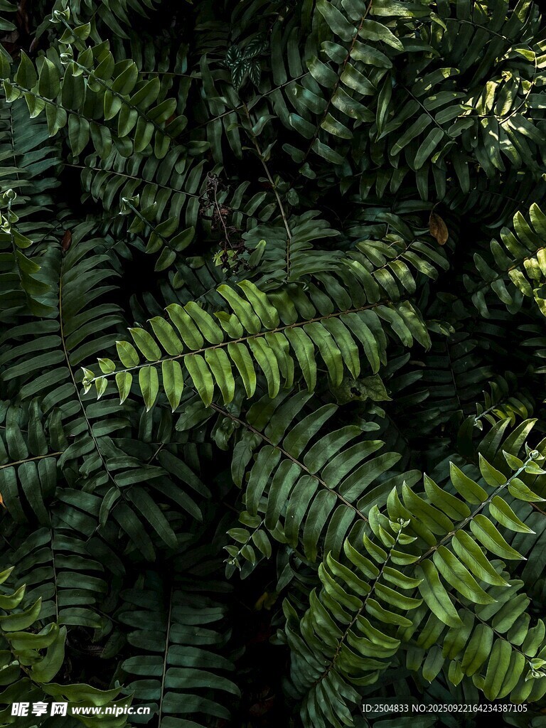 翠绿蕨类植物叶片特写