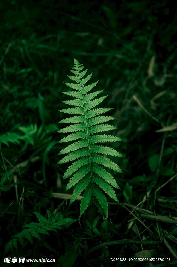 翠绿蕨叶 尽显自然生机