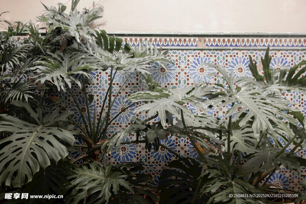繁茂绿植装点的室内角落