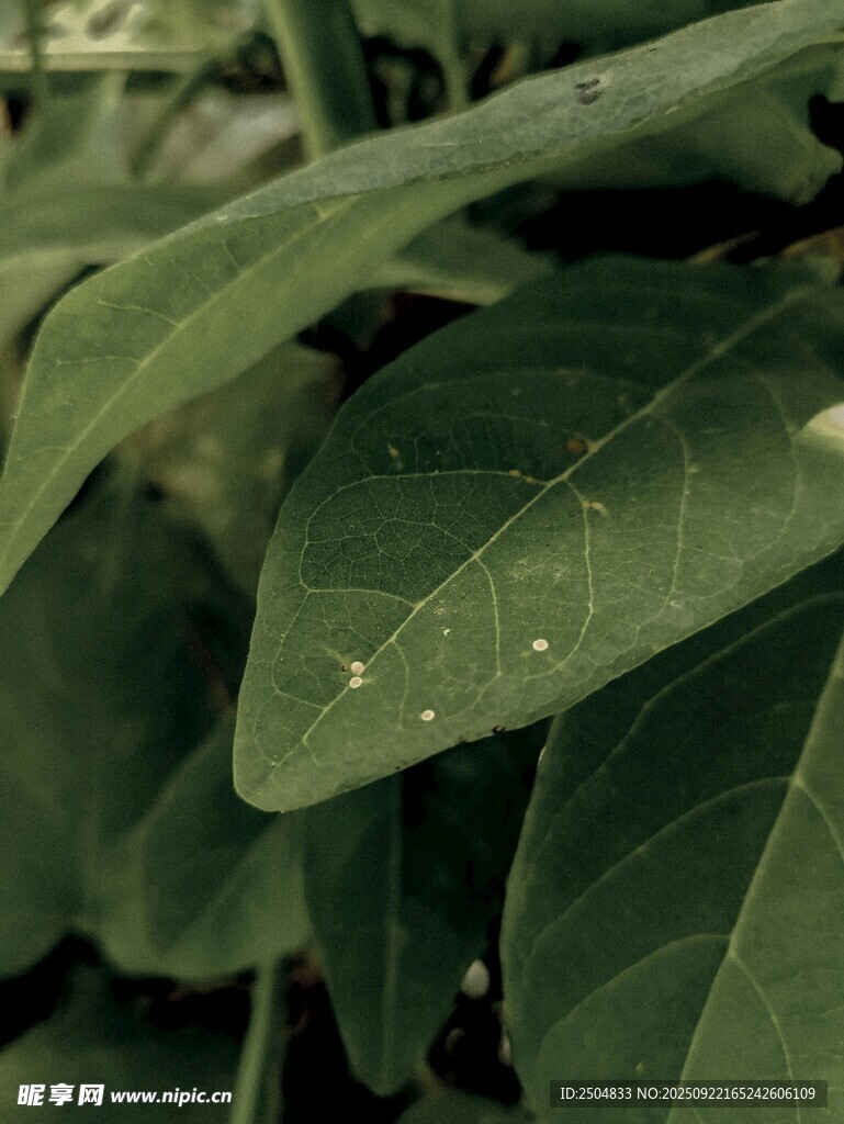 翠绿叶片特写