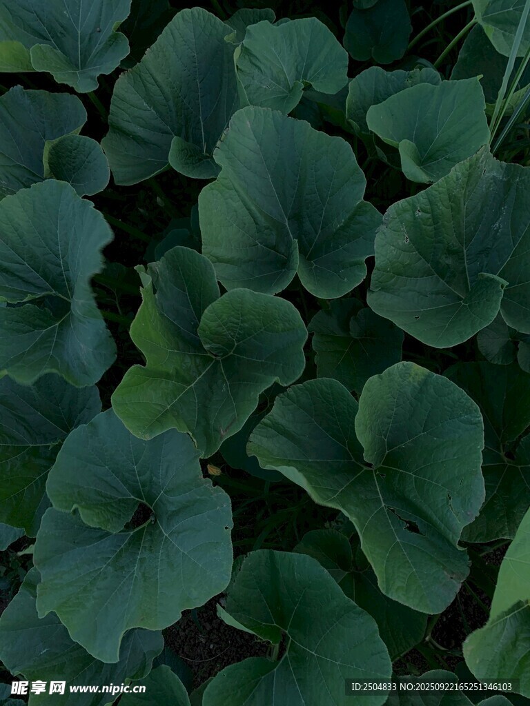 翠绿荷叶特写