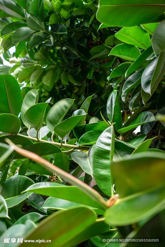 翠绿植物叶片特写