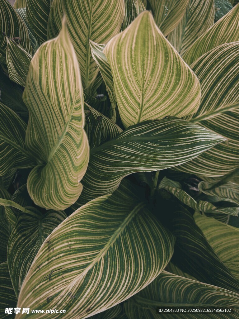 翠绿斑斓的热带观叶植物