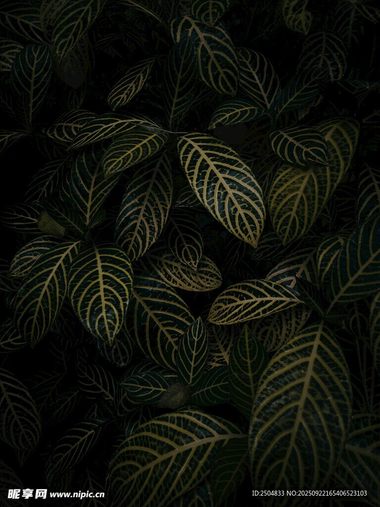 深绿背景下的精美叶脉叶片