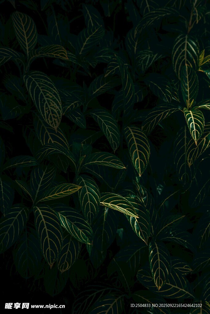 深绿背景下的纹理叶片