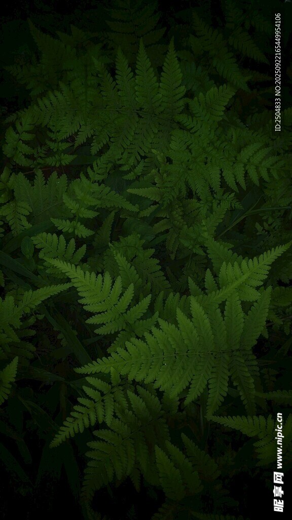 翠绿蕨类植物特写