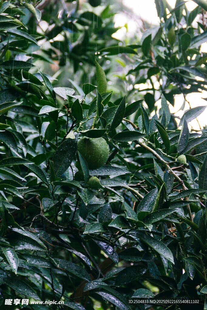 茂密绿叶中的清新景象