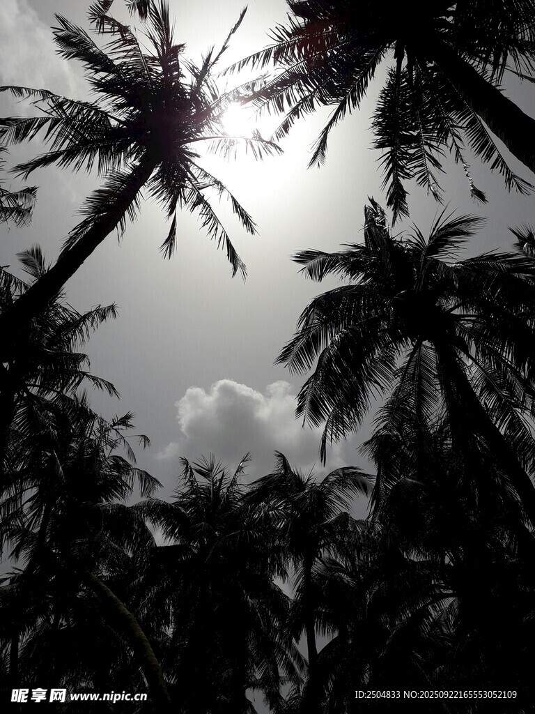 椰林剪影下的天空美景