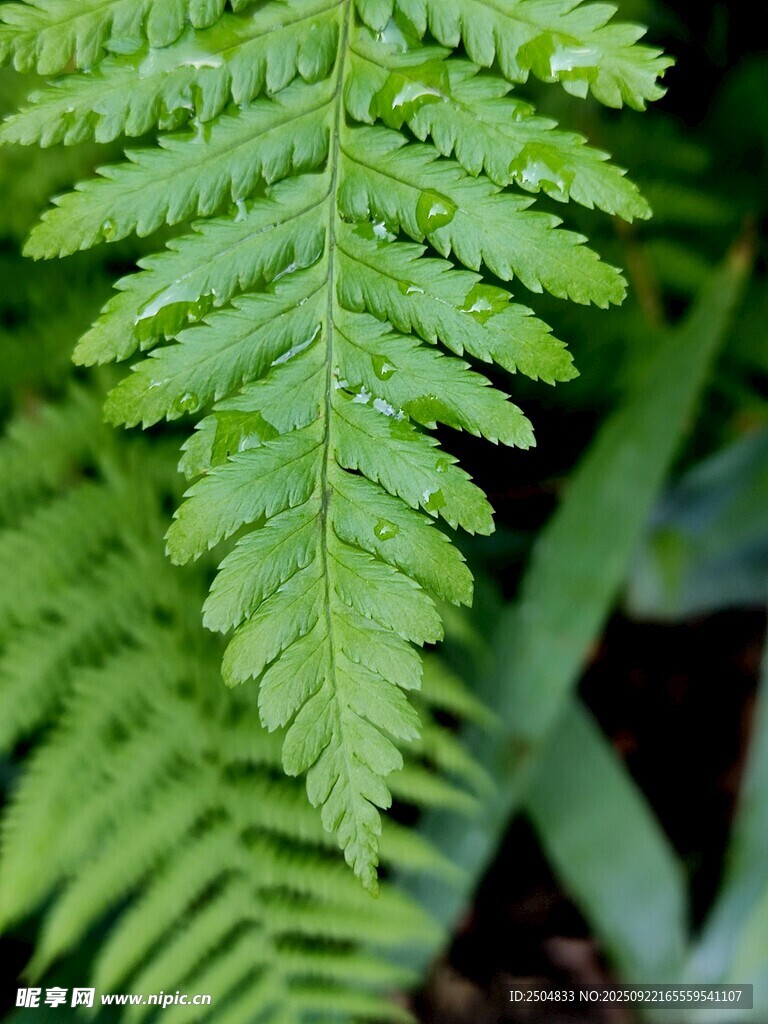 翠绿蕨类叶片特写