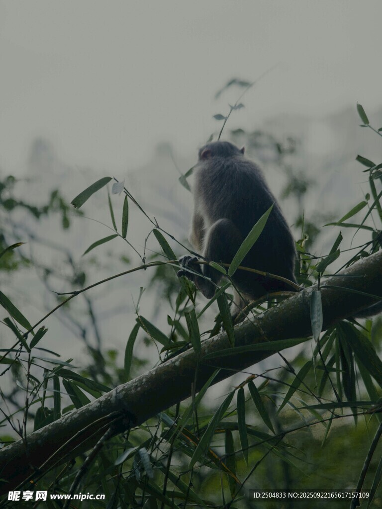枝头小鸟