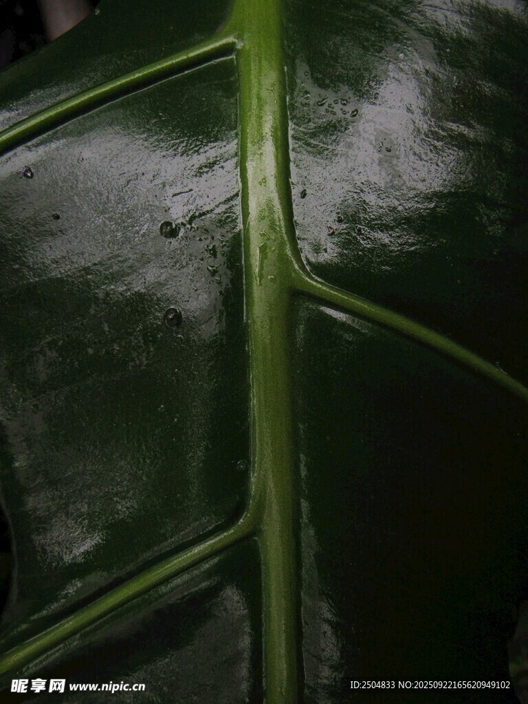 翠绿叶片的清晰纹理