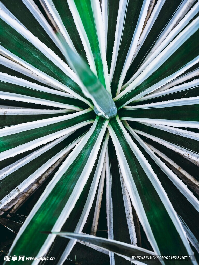 绿白放射状条纹图案