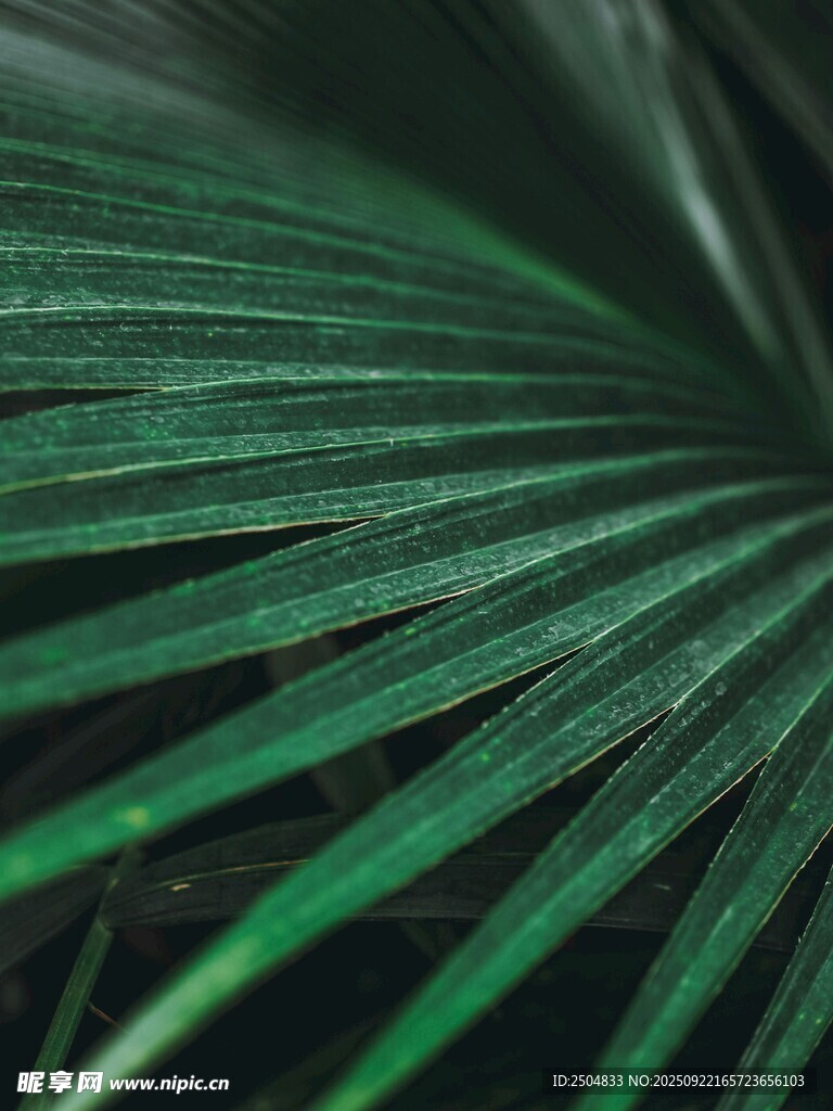 翠绿棕榈叶特写