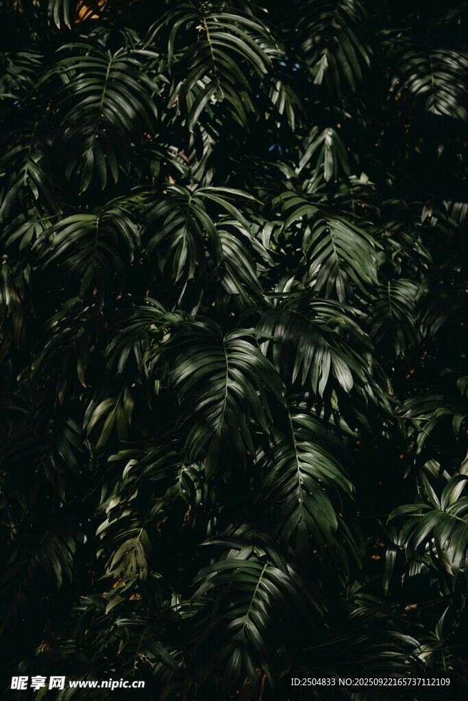 茂密绿植景观