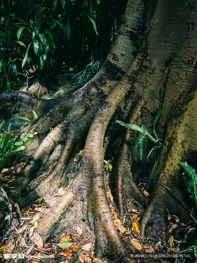盘根错节的热带植物根系