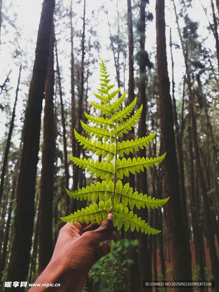 手捧林间嫩绿蕨类植物